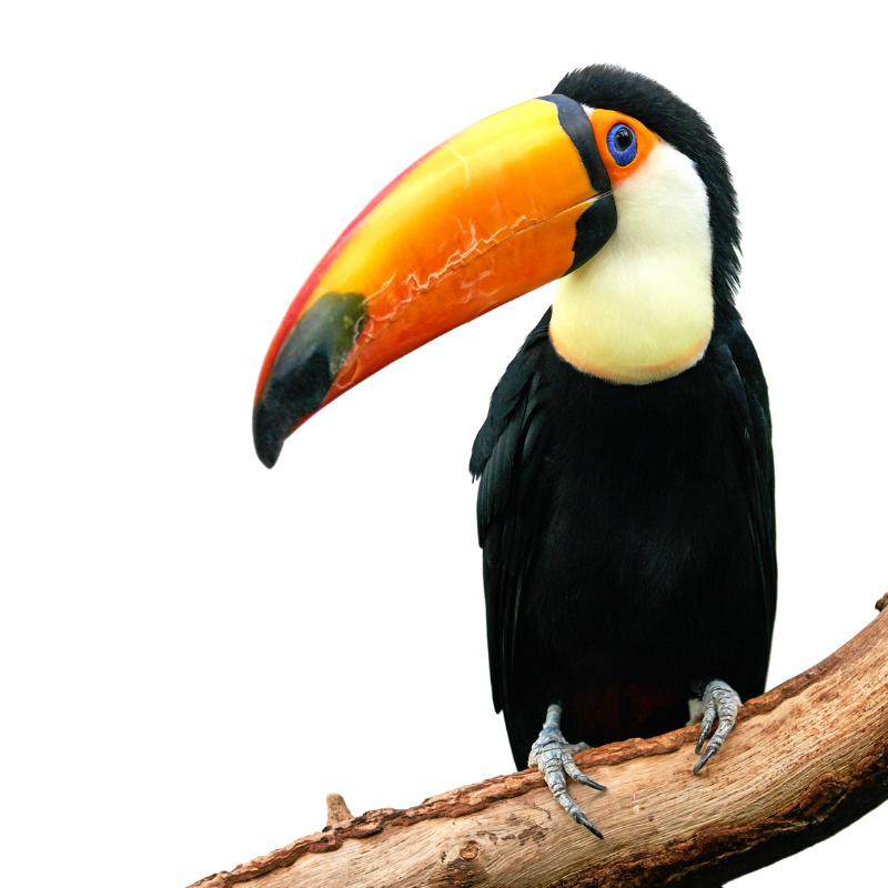 Toucan on a branch